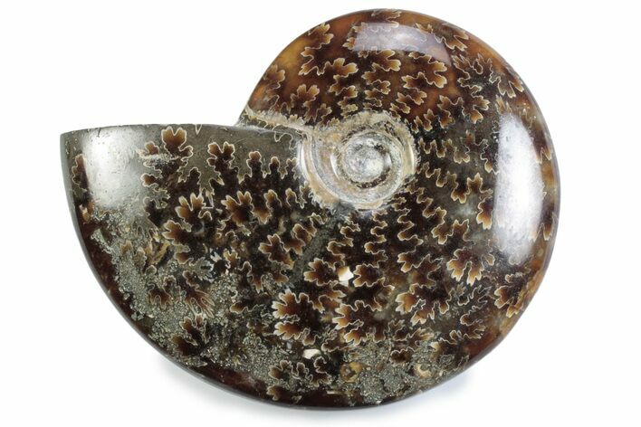Polished Ammonite (Cleoniceras) Fossil - Madagascar #364969